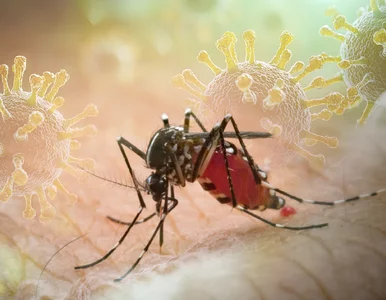 Miniatura: Groźny wirus w Europie, pierwszy taki...