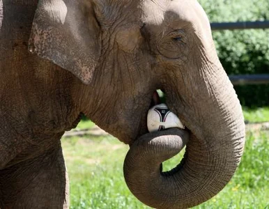 Miniatura: Ukraińcom będzie typować świnia, Polakom...