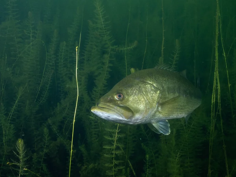 Wędkarz złowił bassa, który dławił się... innym bassem. Jest nagranie