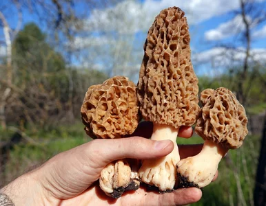 Miniatura: Do lasów wraca „święty Graal” grzybiarzy....