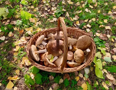 Miniatura: Grzybobranie może przynieść niespodzianki....