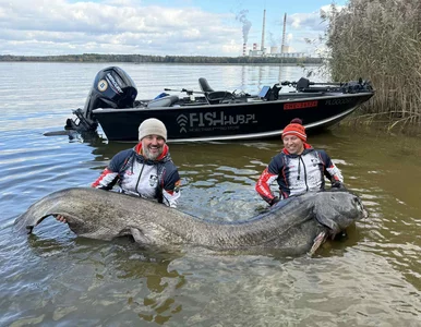 Miniatura: Polacy złowili prawie 3-metrowego suma....