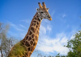 Miniatura: Quiz ortograficzny z nazwami zwierząt....