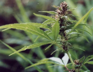 Miniatura: Euro 2012: Czesi marihuanę mają zostawić w...