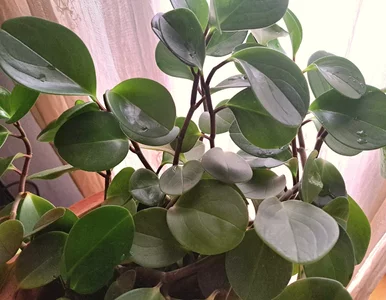 Miniatura: Polacy masowo kupują tę roślinę. Peperomia...