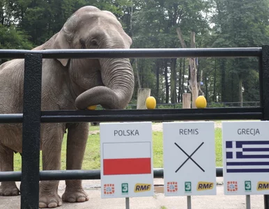 Miniatura: Słonica wywróżyła Polakom zwycięstwo nad...