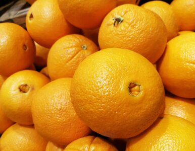 Miniatura: Najlepsze pomarańcze mają „pępek”! To od...