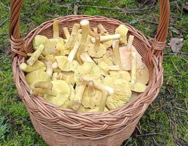 Miniatura: Poszedł na grzyby przed samymi świętami....