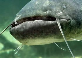 Miniatura: Myślisz, że znasz polskie ryby? Nasz QUIZ...