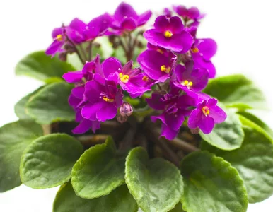 Miniatura: Przygotuj fiołkom herbatkę, a nowym...