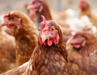 Miniatura: Wielkanocny rosół może uderzyć po...