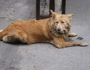 Ukraińcy nadal mordują psy. Będzie bojkot Euro 2012?
