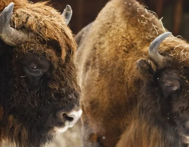 Miniatura: Polska kusi kibiców ze Skandynawii... żubrem