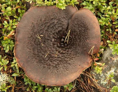 Miniatura: Grzybiarz znalazł prawdziwy skarb w...