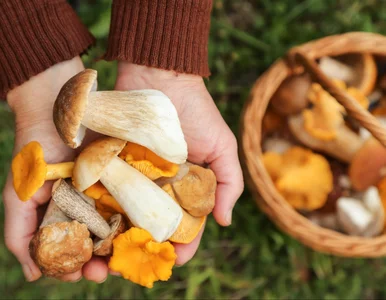 Miniatura: Polskie lasy zaskoczyły grzybiarzy....