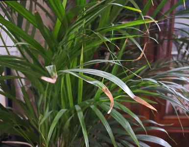 Miniatura: Palma areka ma zasuszone końcówki liści?...