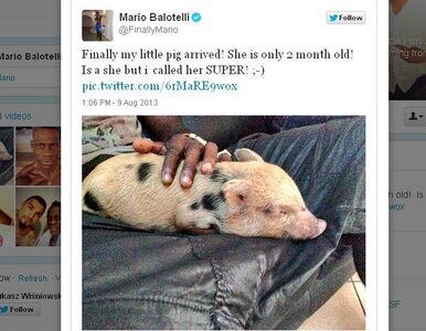 Miniatura: Balotelli kupił sobie zwierzątko. Świnię