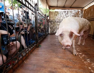 Miniatura: Zwycięstwo Hiszpanii i Chorwacji? Tak...